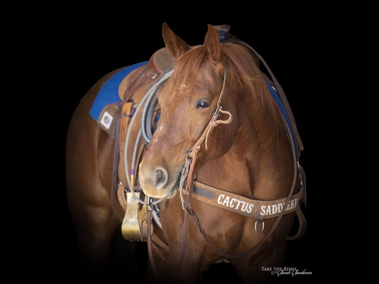 American Quarter Horse Wałach 5 lat 152 cm Cisawa in Canyon