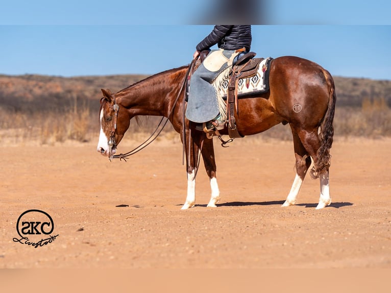 American Quarter Horse Wałach 5 lat 152 cm Cisawa in Canyon