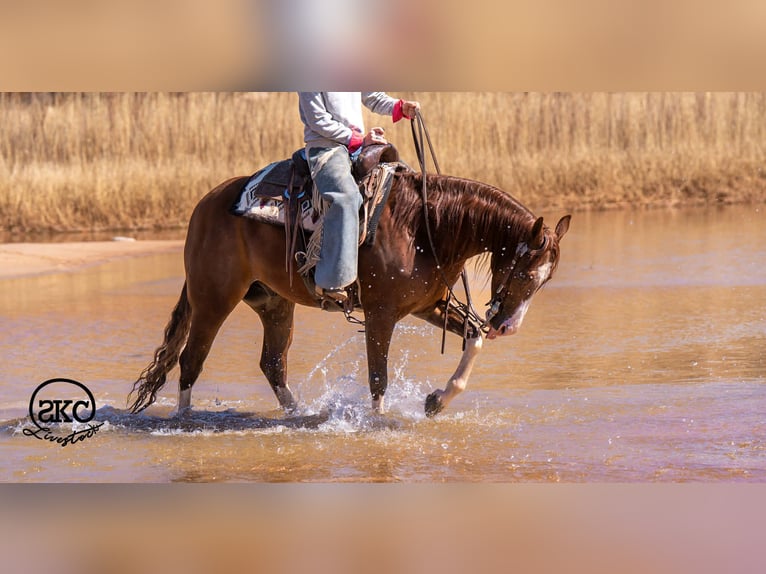 American Quarter Horse Wałach 5 lat 152 cm Cisawa in Canyon