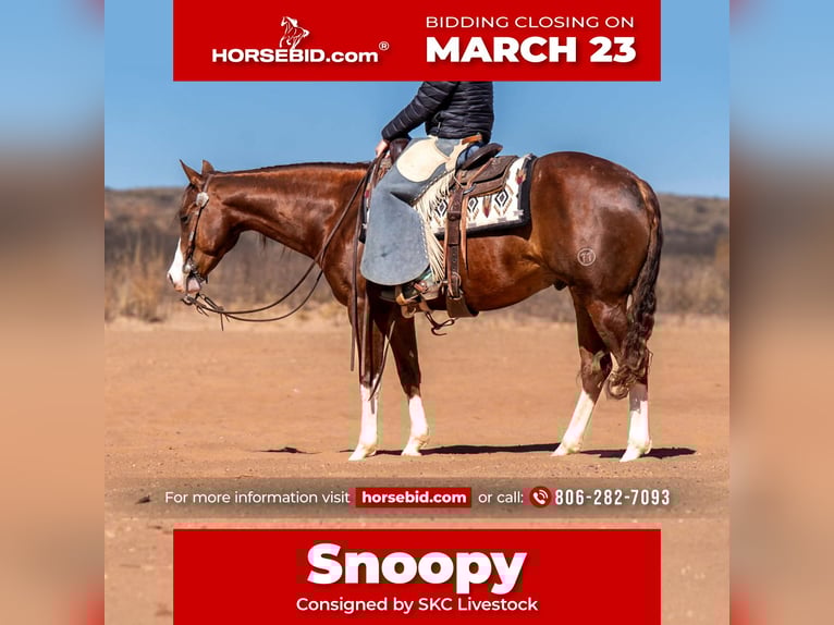 American Quarter Horse Wałach 5 lat 152 cm Cisawa in Canyon