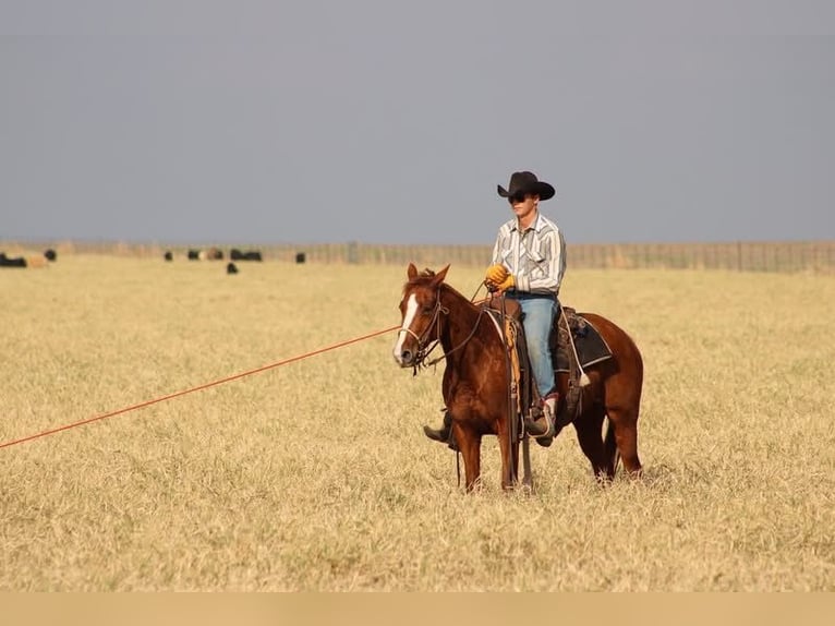American Quarter Horse Wałach 5 lat 152 cm Cisawa in Salado