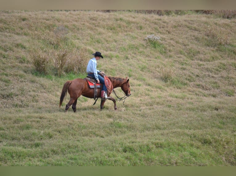 American Quarter Horse Wałach 5 lat 152 cm Cisawa in Salado