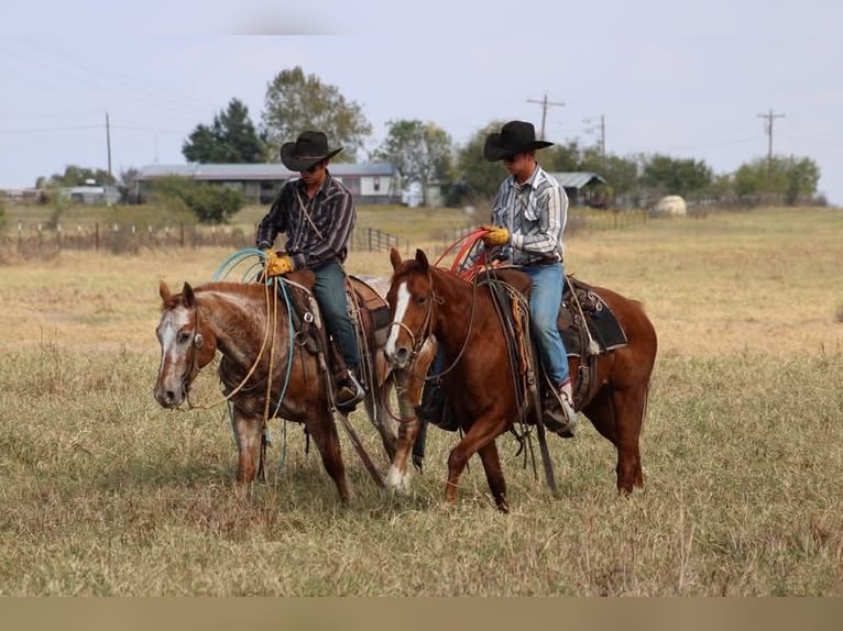 American Quarter Horse Wałach 5 lat 152 cm Cisawa in Salado