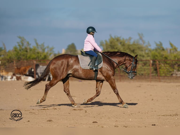 American Quarter Horse Wałach 5 lat 152 cm Cisawa in Canyon