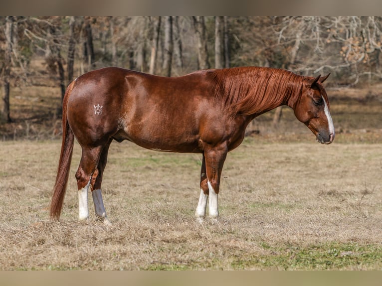 American Quarter Horse Wałach 5 lat 152 cm Cisawa in Rusk