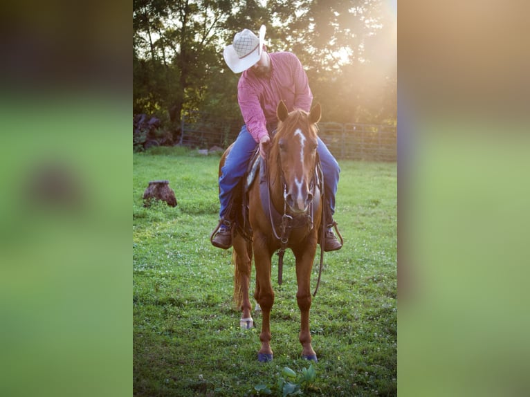 American Quarter Horse Wałach 5 lat 152 cm Cisawa in Kidron, OH