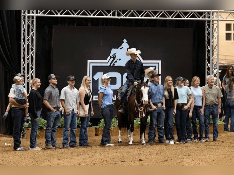 American Quarter Horse Wałach 5 lat 152 cm Gniada in Buffalo