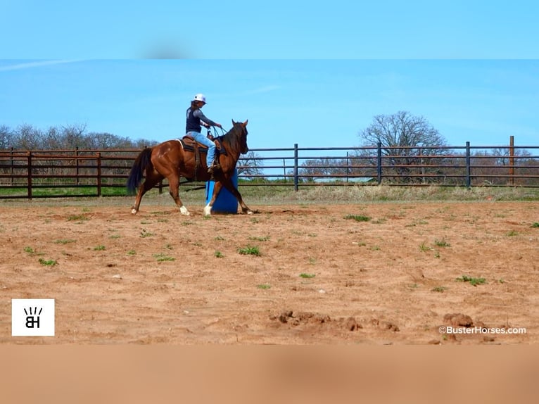 American Quarter Horse Wałach 5 lat 152 cm Gniada in Weatherford