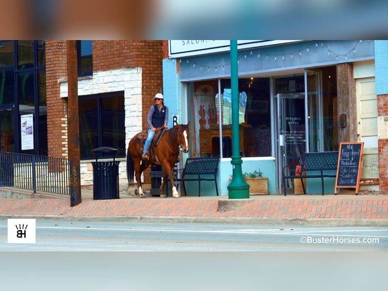 American Quarter Horse Wałach 5 lat 152 cm Gniada in Weatherford