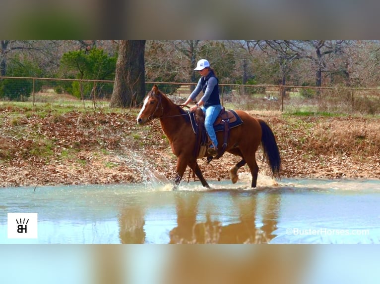 American Quarter Horse Wałach 5 lat 152 cm Gniada in Weatherford