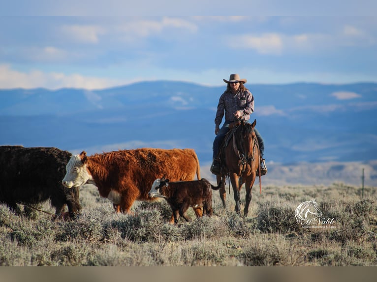 American Quarter Horse Wałach 5 lat 152 cm Gniada in Cody, WY
