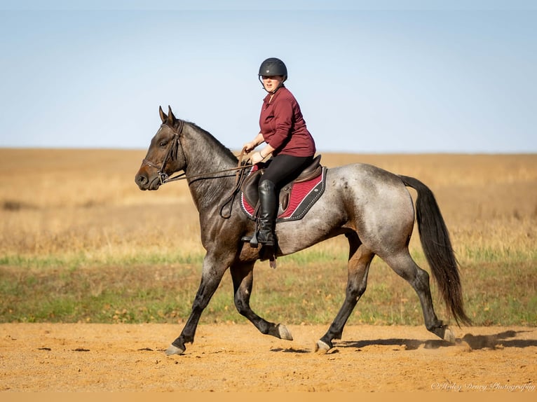 American Quarter Horse Wałach 5 lat 152 cm Gniadodereszowata in Auburn