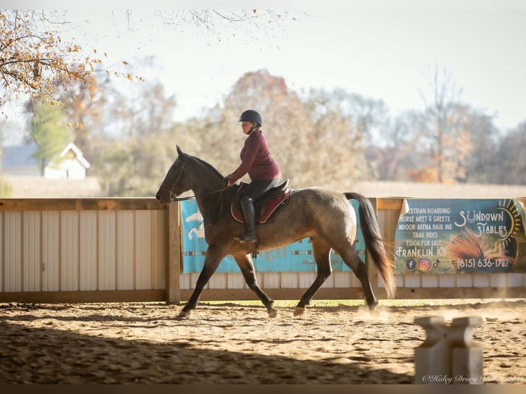 American Quarter Horse Wałach 5 lat 152 cm Gniadodereszowata in Auburn