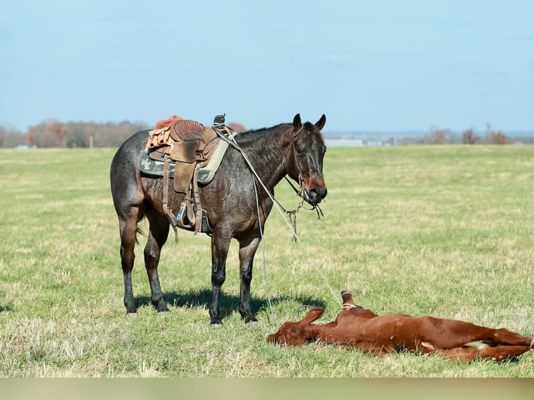 American Quarter Horse Wałach 5 lat 152 cm Gniadodereszowata in Purdy