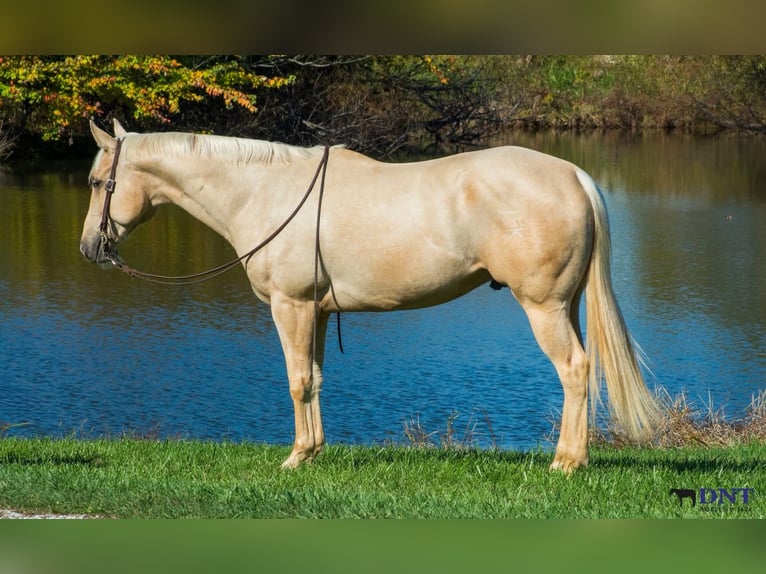 American Quarter Horse Wałach 5 lat 152 cm Izabelowata in Lexington