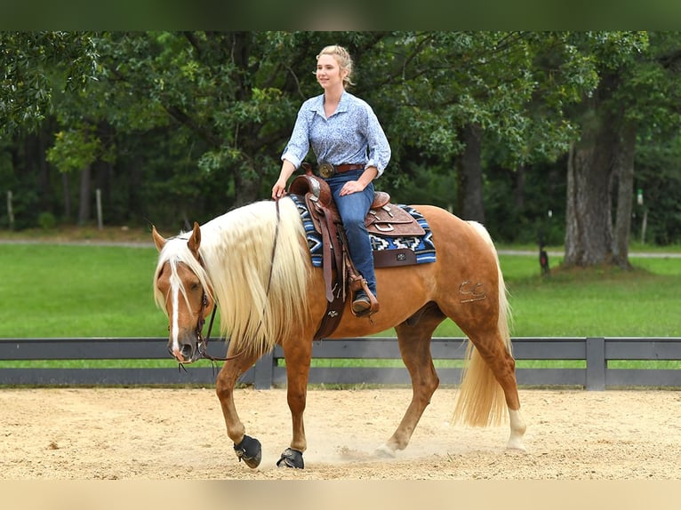 American Quarter Horse Wałach 5 lat 152 cm Izabelowata in Belfast
