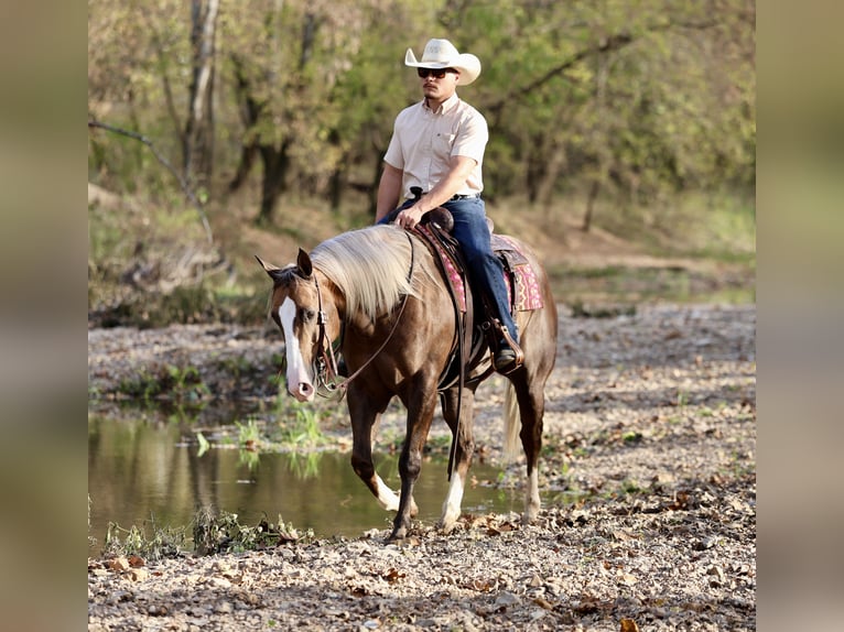 American Quarter Horse Wałach 5 lat 152 cm Izabelowata in Buffalo