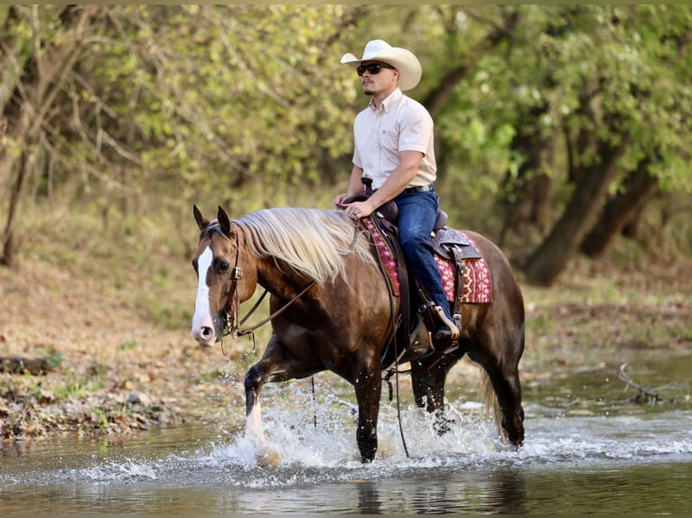 American Quarter Horse Wałach 5 lat 152 cm Izabelowata in Buffalo