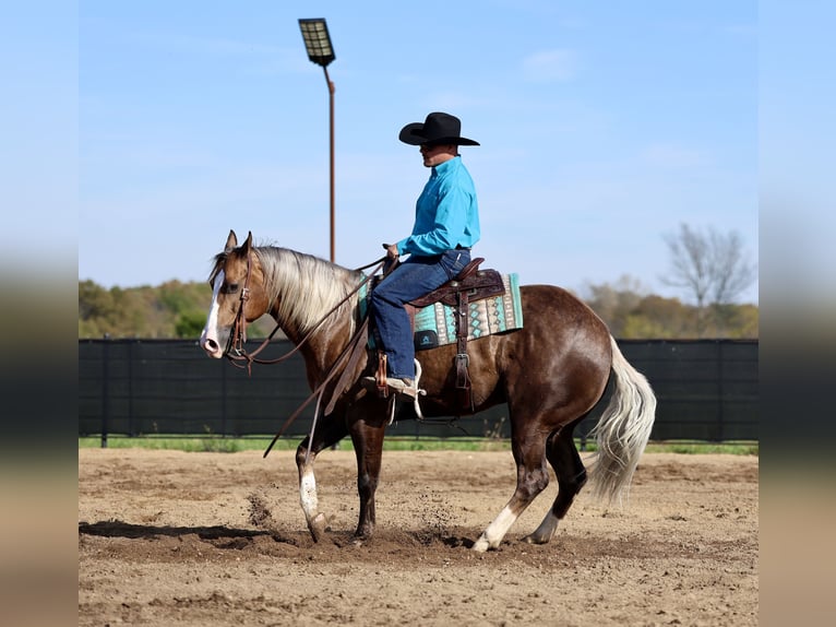 American Quarter Horse Wałach 5 lat 152 cm Izabelowata in Buffalo