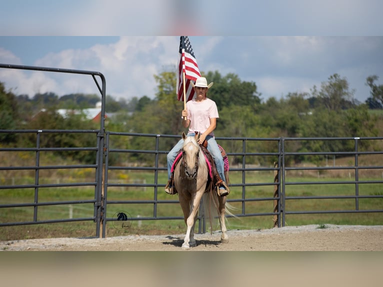 American Quarter Horse Wałach 5 lat 152 cm Izabelowata in Fredericksburg, OH