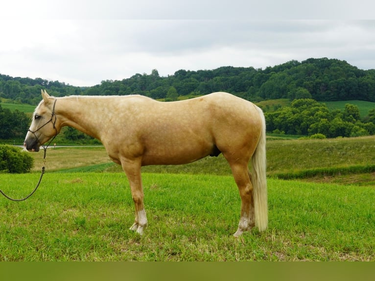 American Quarter Horse Wałach 5 lat 152 cm Izabelowata in Independence