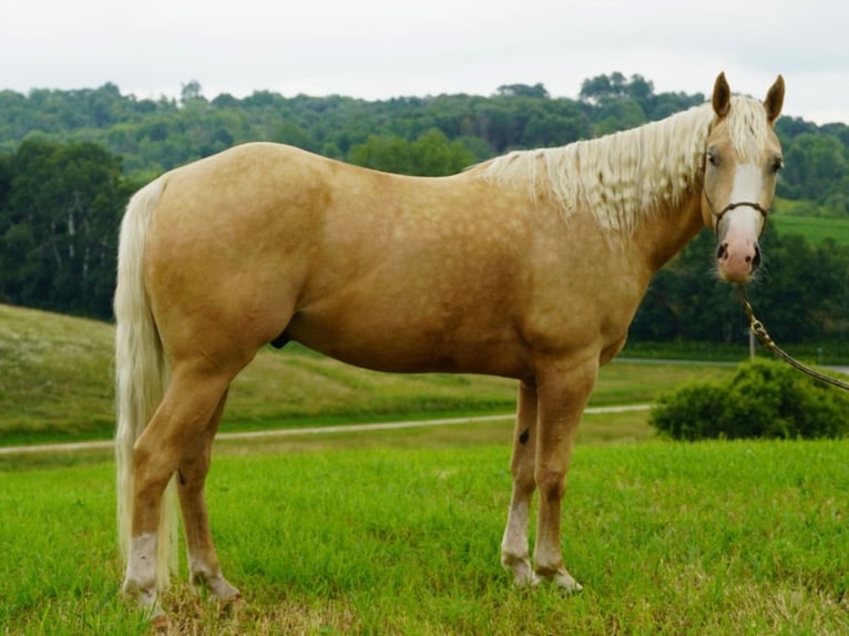 American Quarter Horse Wałach 5 lat 152 cm Izabelowata in Independence