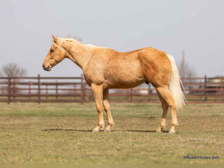 American Quarter Horse Wałach 5 lat 152 cm Izabelowata in Weatherford TX
