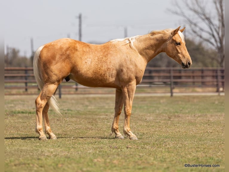 American Quarter Horse Wałach 5 lat 152 cm Izabelowata in Weatherford TX