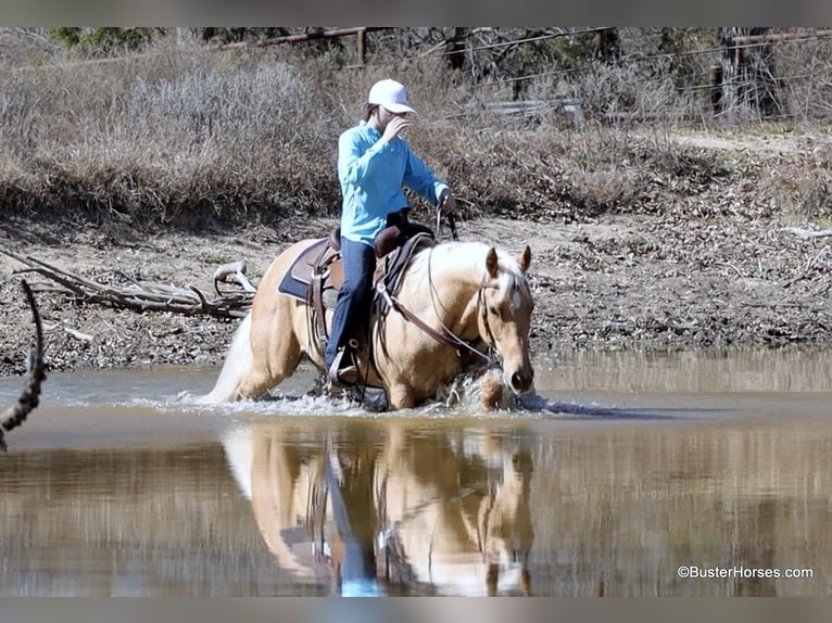 American Quarter Horse Wałach 5 lat 152 cm Izabelowata in Weatherford TX
