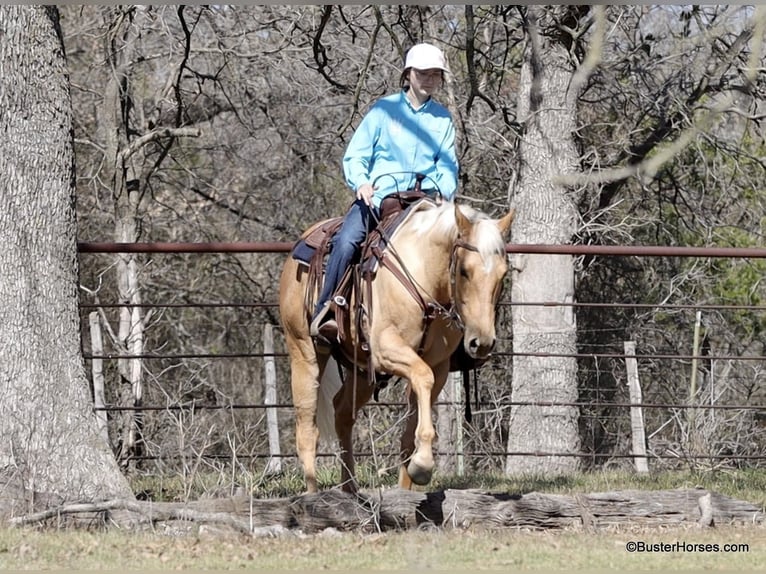 American Quarter Horse Wałach 5 lat 152 cm Izabelowata in Weatherford TX