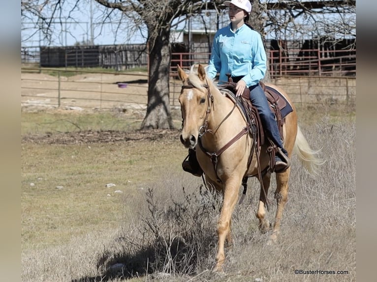 American Quarter Horse Wałach 5 lat 152 cm Izabelowata in Weatherford TX