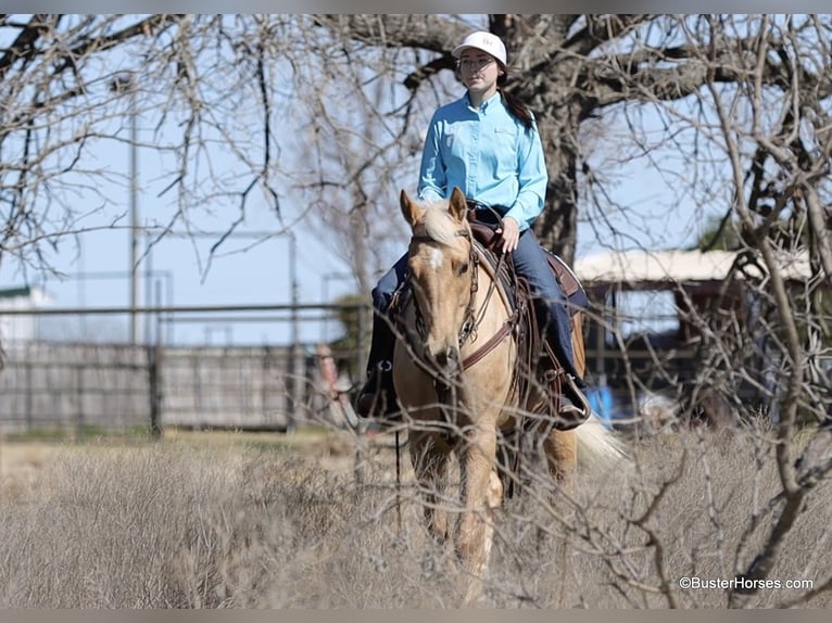 American Quarter Horse Wałach 5 lat 152 cm Izabelowata in Weatherford TX