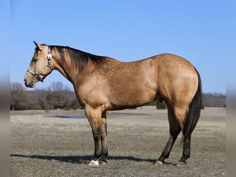 American Quarter Horse Wałach 5 lat 152 cm Jelenia in Buffalo, MO