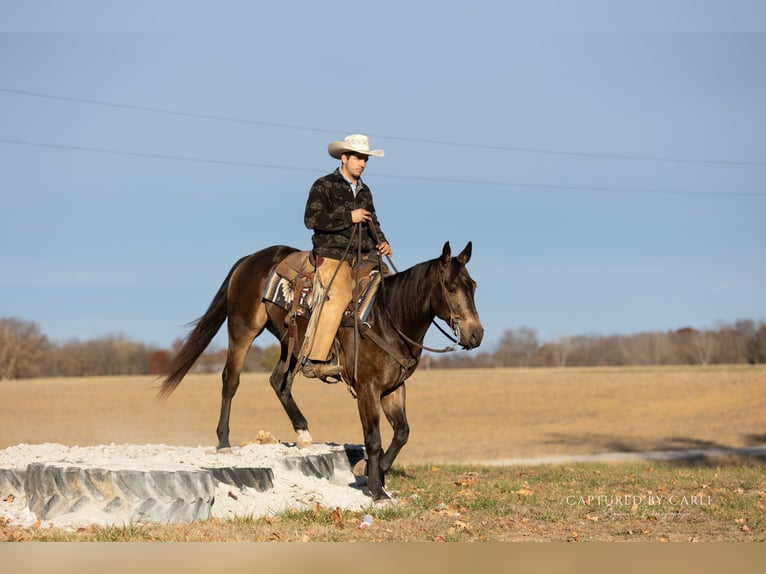 American Quarter Horse Wałach 5 lat 152 cm Jelenia in Lewistown