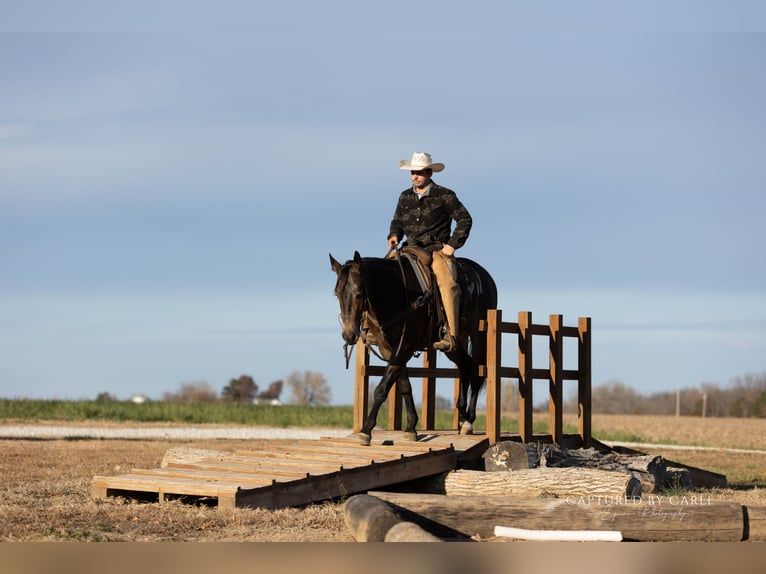 American Quarter Horse Wałach 5 lat 152 cm Jelenia in Lewistown