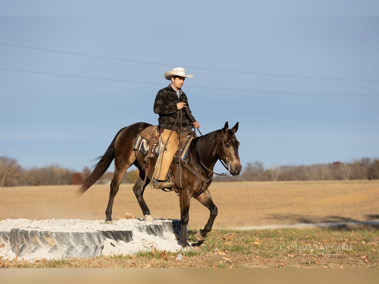 American Quarter Horse Wałach 5 lat 152 cm Jelenia in Lewistown