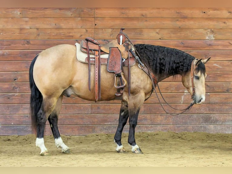 American Quarter Horse Wałach 5 lat 152 cm Jelenia in Clarion