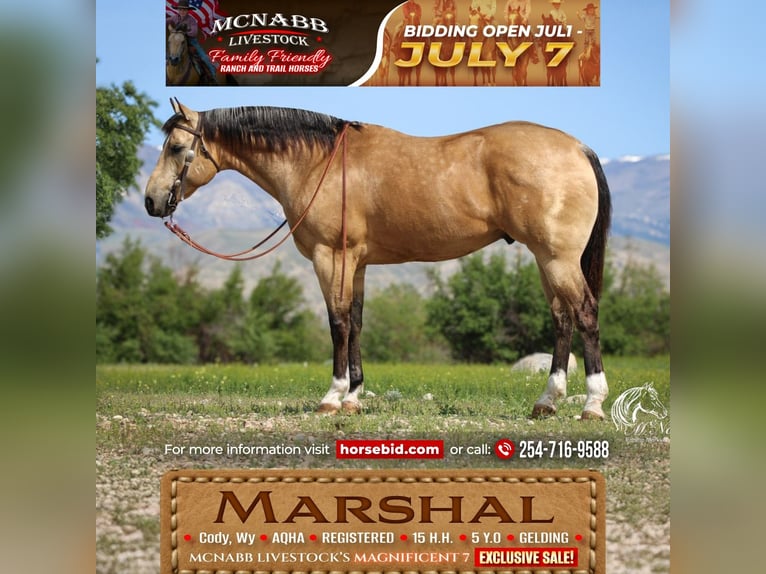 American Quarter Horse Wałach 5 lat 152 cm Jelenia in Cody