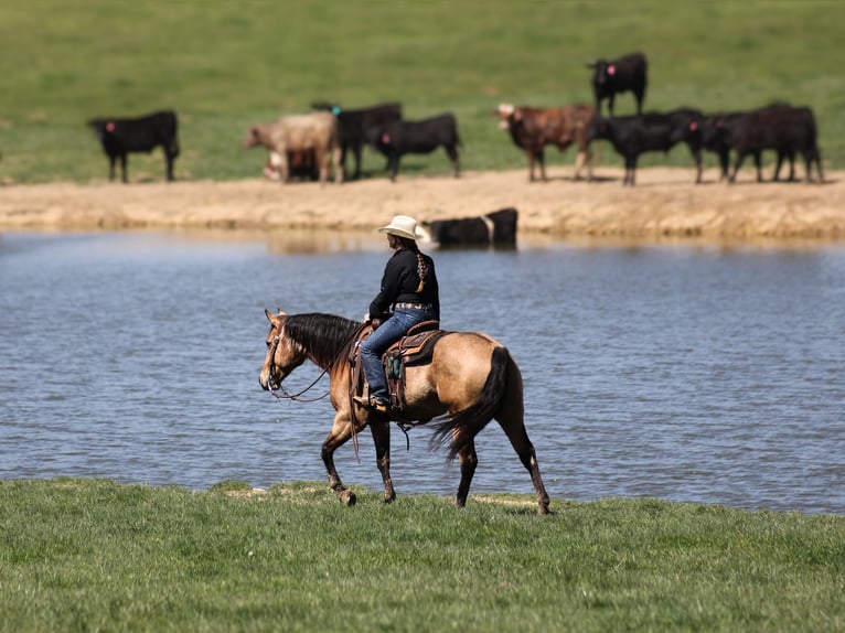 American Quarter Horse Wałach 5 lat 152 cm Jelenia in Mount Vernon