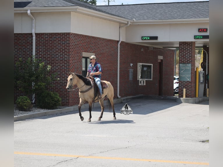 American Quarter Horse Wałach 5 lat 152 cm Jelenia in Mount Vernon
