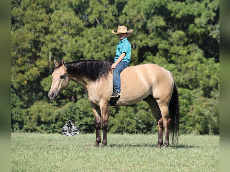 American Quarter Horse Wałach 5 lat 152 cm Jelenia in Mount Vernon