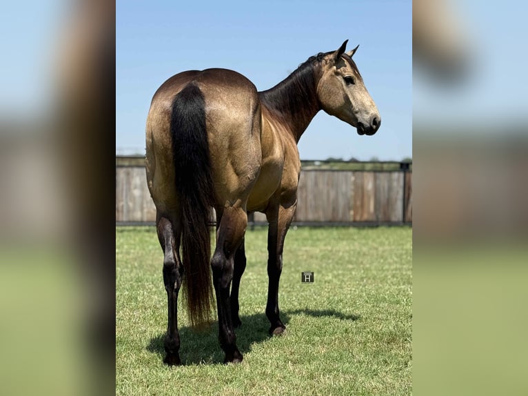 American Quarter Horse Wałach 5 lat 152 cm Jelenia in Jacksboro KY