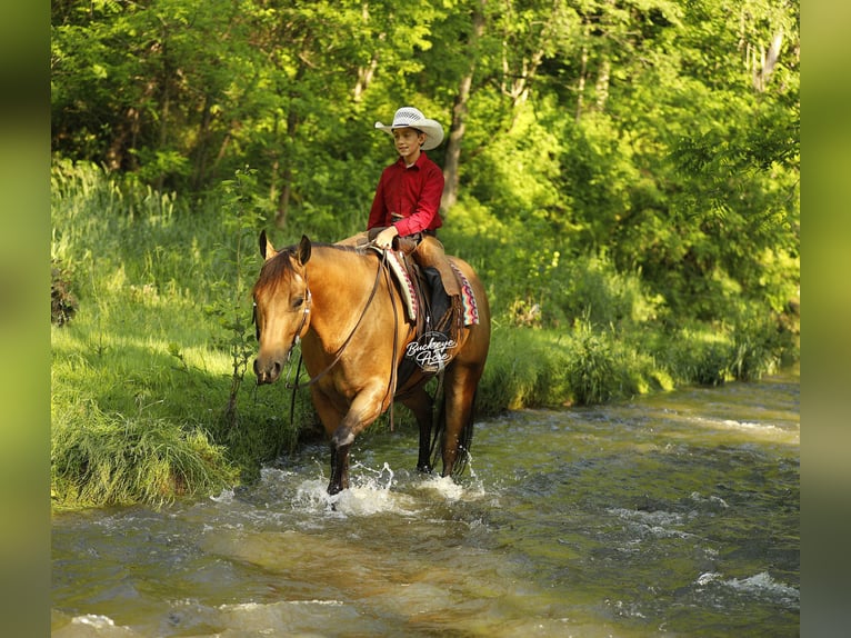 American Quarter Horse Wałach 5 lat 152 cm Jelenia in Millersburg
