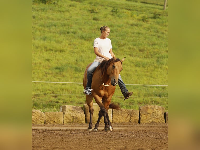 American Quarter Horse Wałach 5 lat 152 cm Jelenia in Millersburg