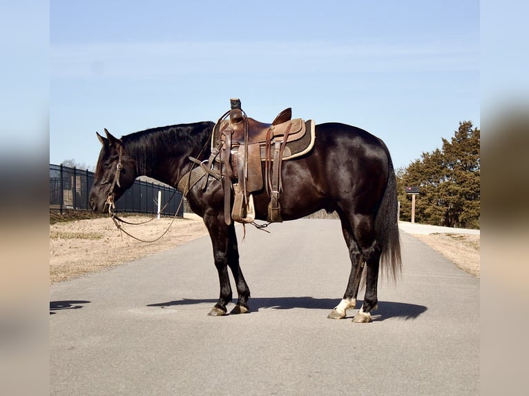 American Quarter Horse Wałach 5 lat 152 cm Kara in La Motte