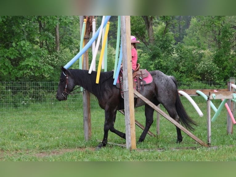 American Quarter Horse Wałach 5 lat 152 cm Karodereszowata in Howell