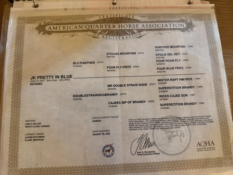 American Quarter Horse Wałach 5 lat 152 cm Karodereszowata in Howell