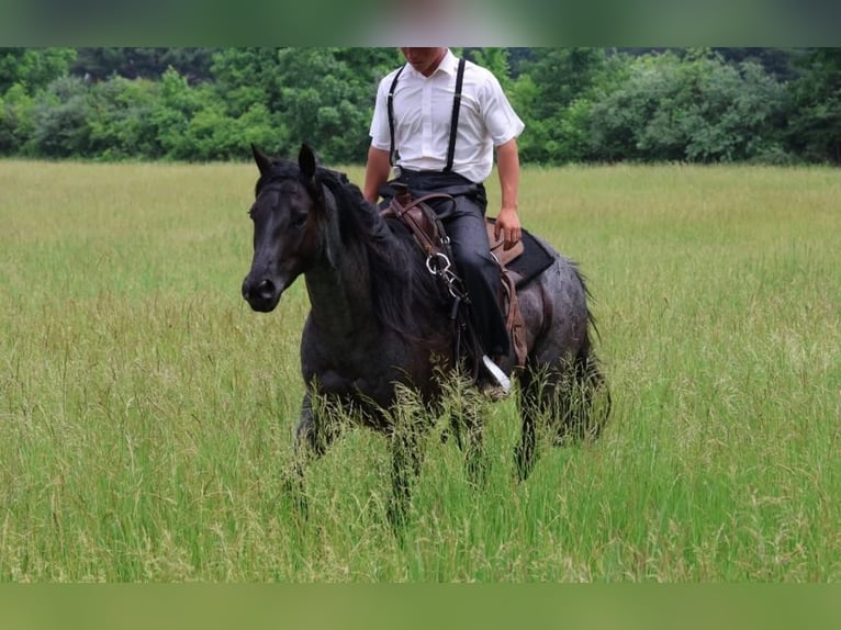 American Quarter Horse Wałach 5 lat 152 cm Karodereszowata in Howell