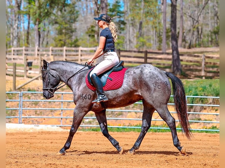 American Quarter Horse Wałach 5 lat 152 cm Karodereszowata in Lyles
