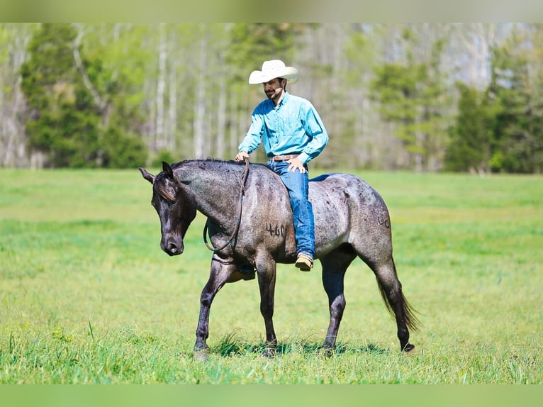 American Quarter Horse Wałach 5 lat 152 cm Karodereszowata in Lyles